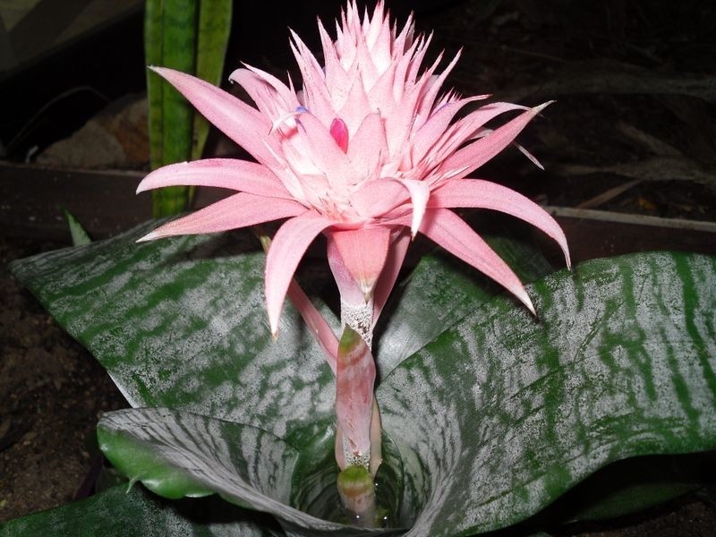 Airlie Beach QLD 4802