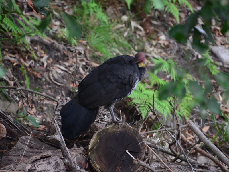 183 Phegans Bay Road, Phegans Bay NSW 2256