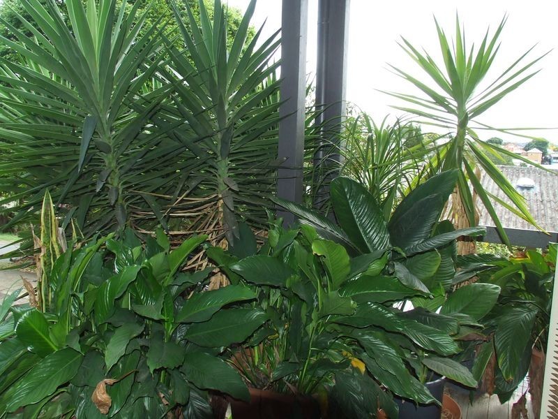 50 Percy Street, Tarragindi QLD 4121