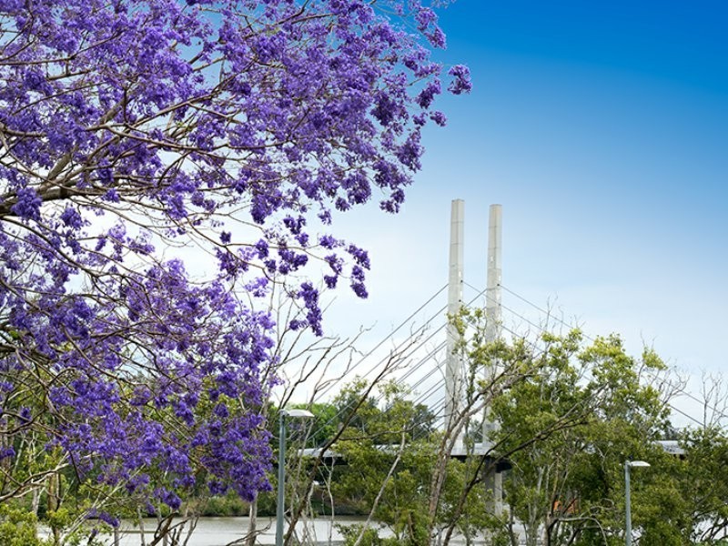 13/49 Wilton Terrace, Yeronga QLD 4104