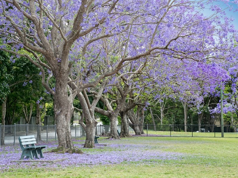 59 Mearns Street, Fairfield QLD 4103