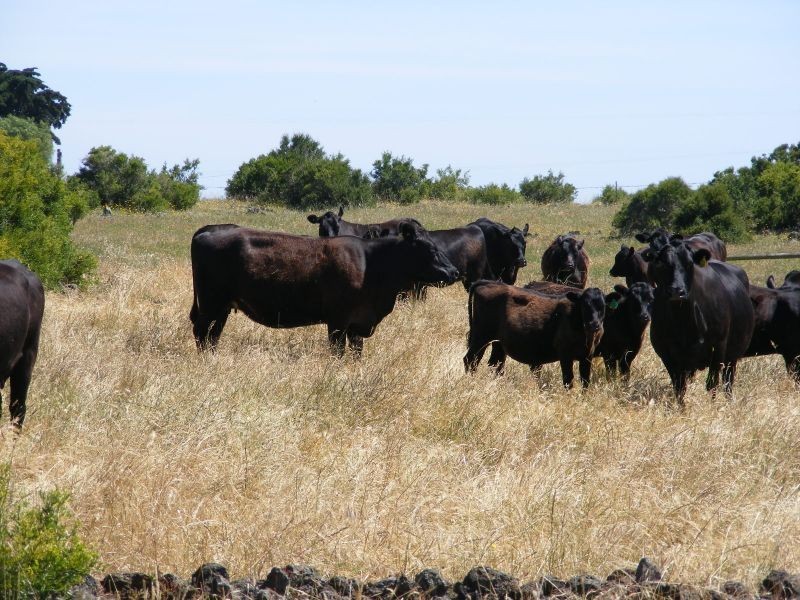 95 Iletts Road, Warrion VIC 3249