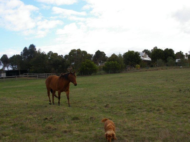 320 Wainewrights Lane, Winchelsea VIC 3241