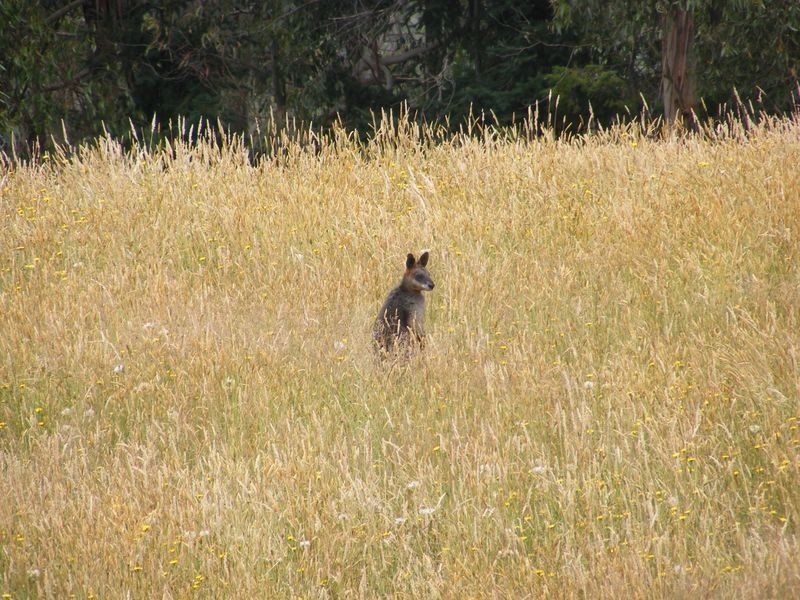 1435 Colac Lavers Hill Road, Kawarren VIC 3249