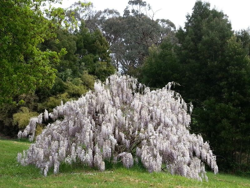 175 Gellibrand East Road, Gellibrand VIC 3239