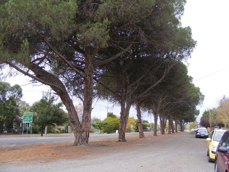 97 Main Street, Birregurra VIC 3242