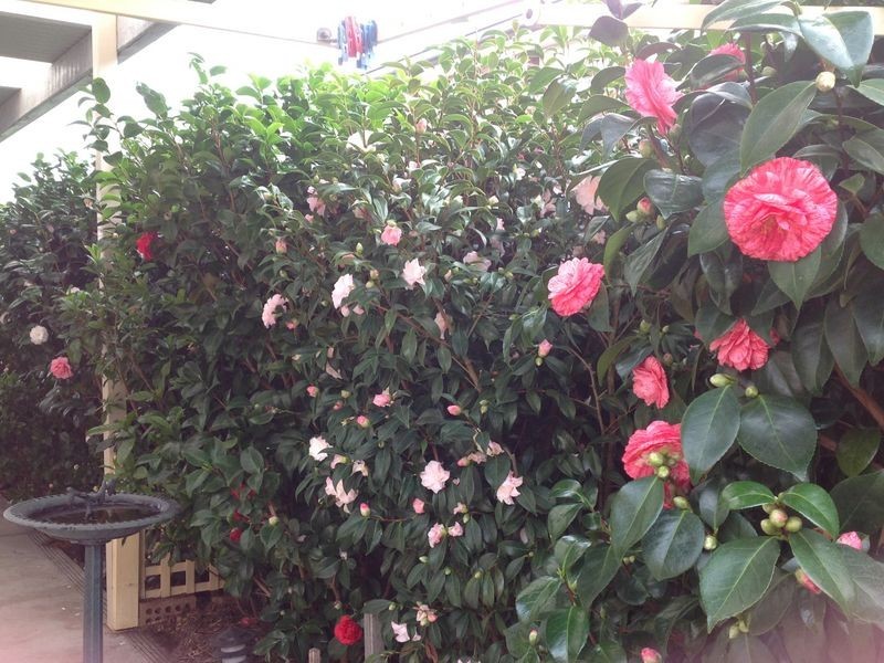 169 Armstrong Street, Colac VIC 3250