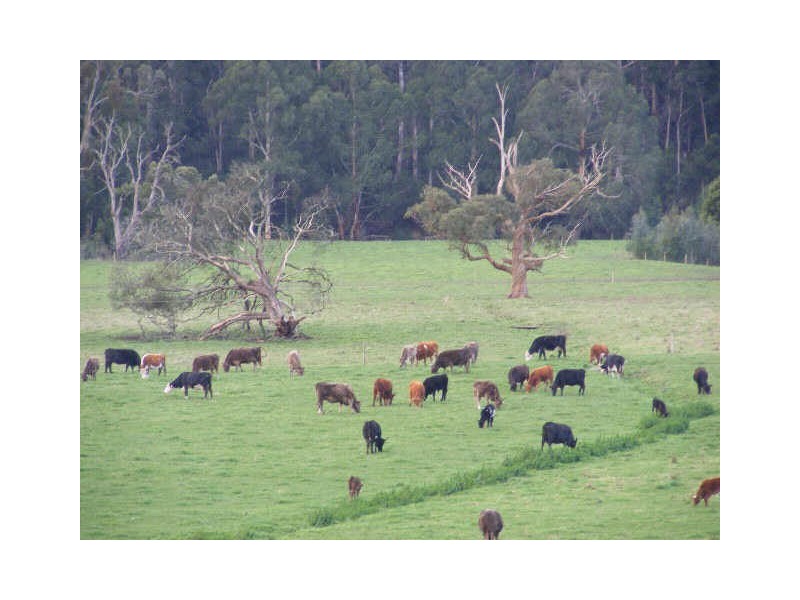 180 & 195 Lardners Track, Gellibrand VIC 3239