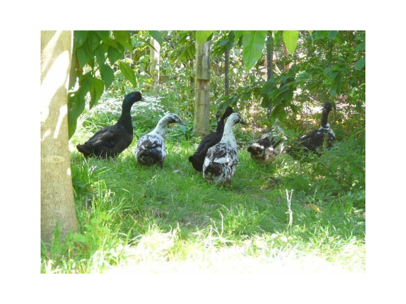 5 McCarthys Road, Warrion VIC 3249