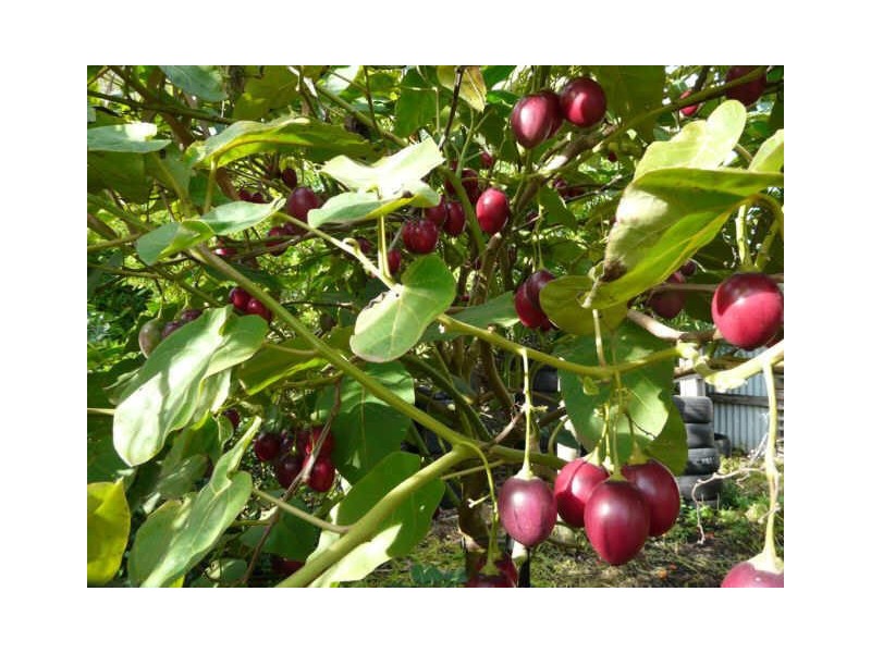 5 McCarthys Road, Warrion VIC 3249