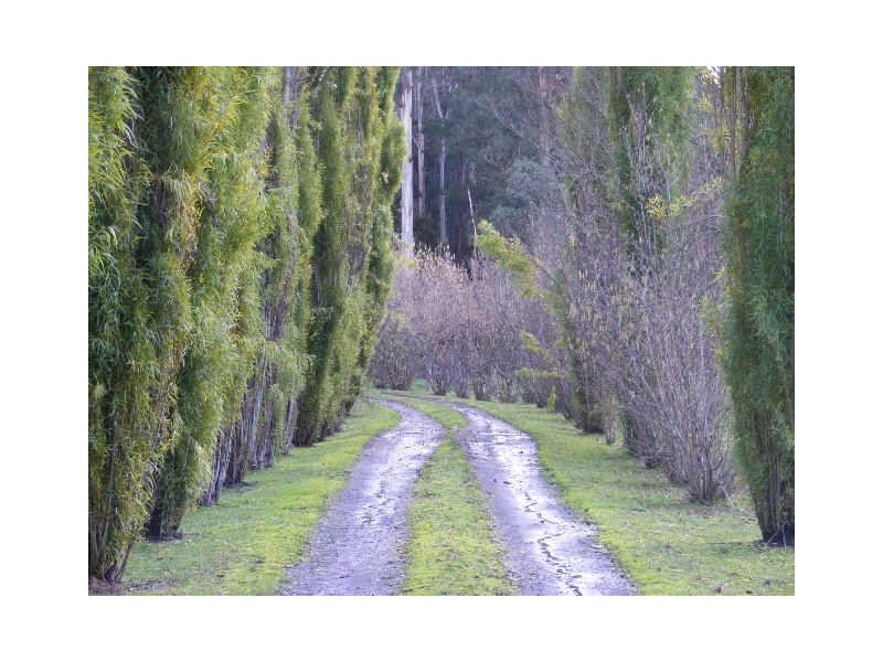 125 Cashins Road, Kawarren VIC 3249