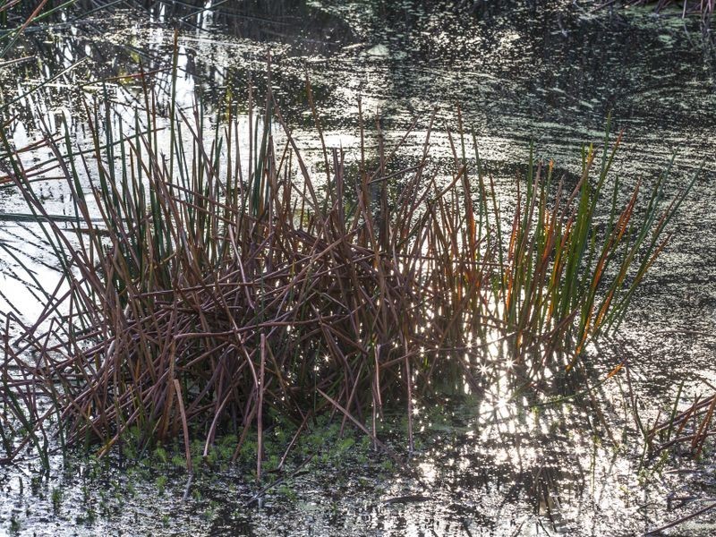 85 Bushbys Road, Barongarook VIC 3249