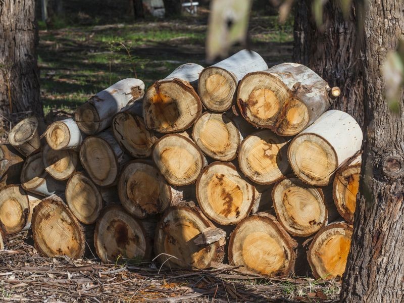 85 Bushbys Road, Barongarook VIC 3249