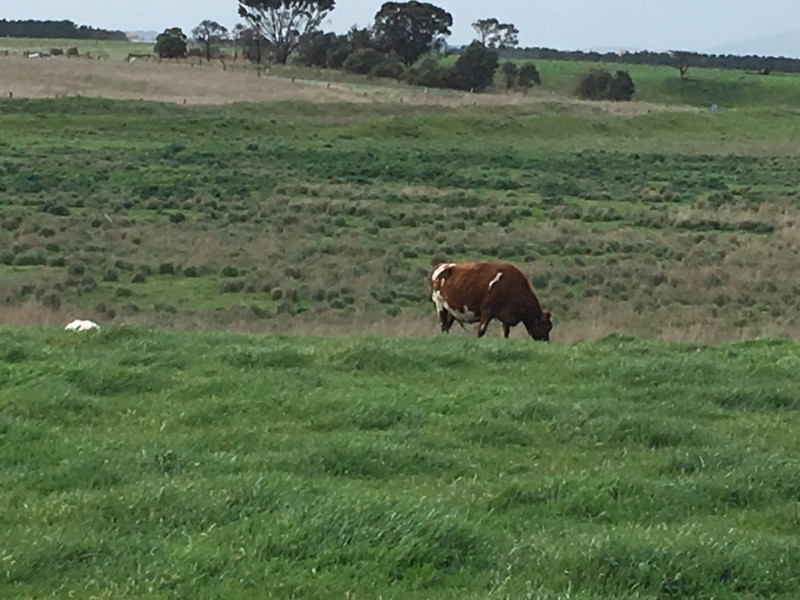 835 Warrowie Rd, Irrewarra VIC 3249