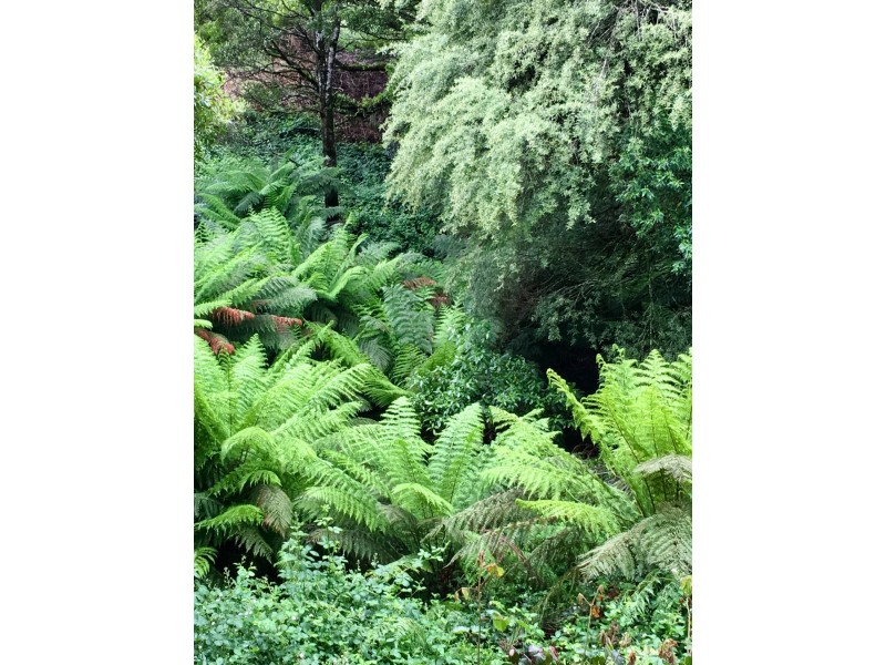 20 Dehnerts Track, Beech Forest VIC 3237