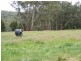 2120 Colac Forrest Road, Gerangamete VIC 3243
