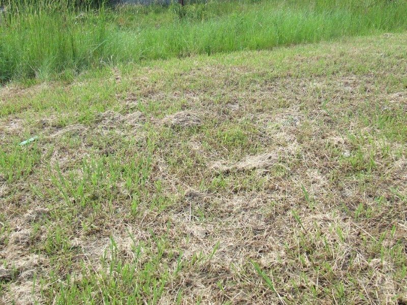 40 Turnbury Street, Little Mountain QLD 4551