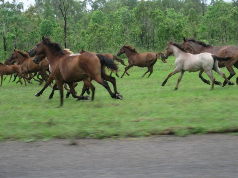 15 Blue Mountain Drive, Bluewater Park QLD 4818