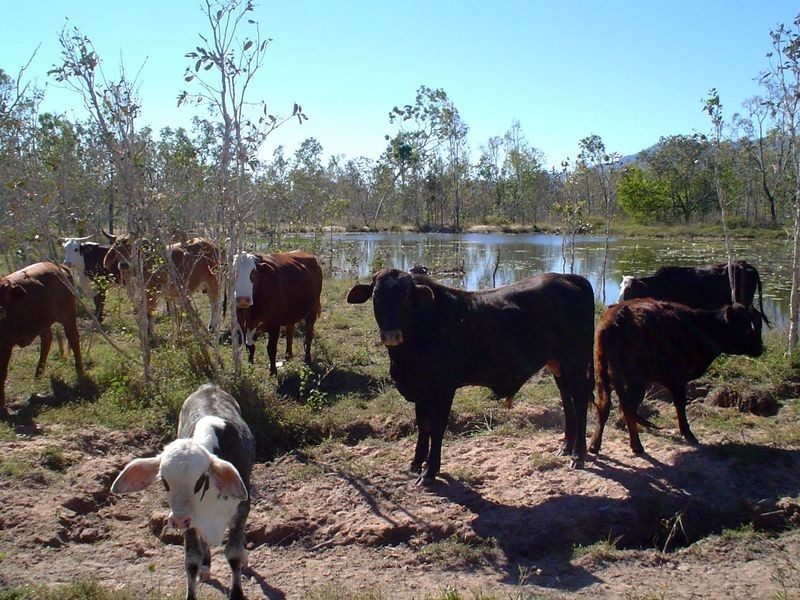 219 Crabb Road, Woodstock QLD 4816