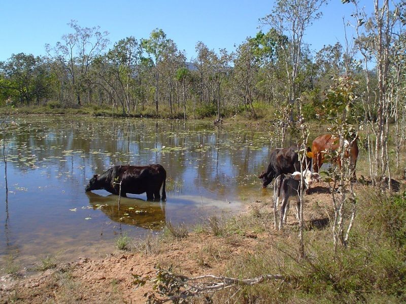 219 Crabb Road, Woodstock QLD 4816