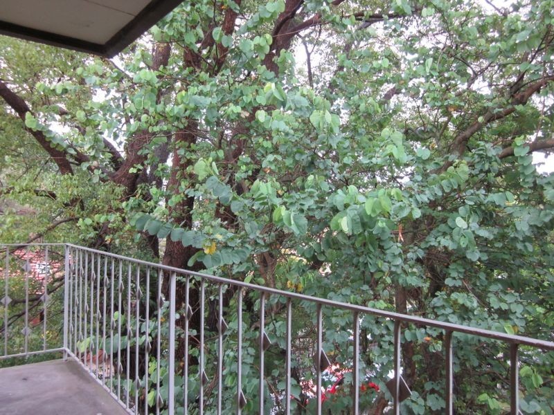 5/49 Alt Street, Ashfield NSW 2131