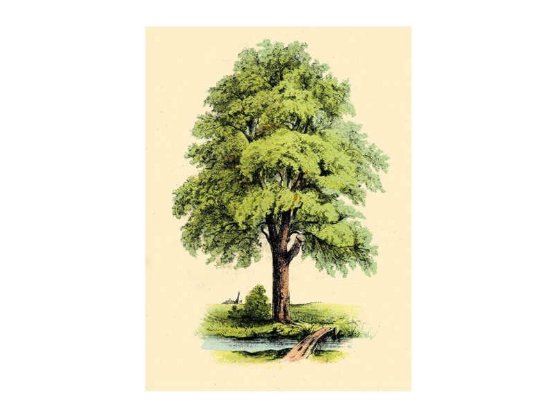 Bucketty NSW 2250