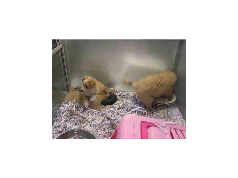 Dawes Point NSW 2000