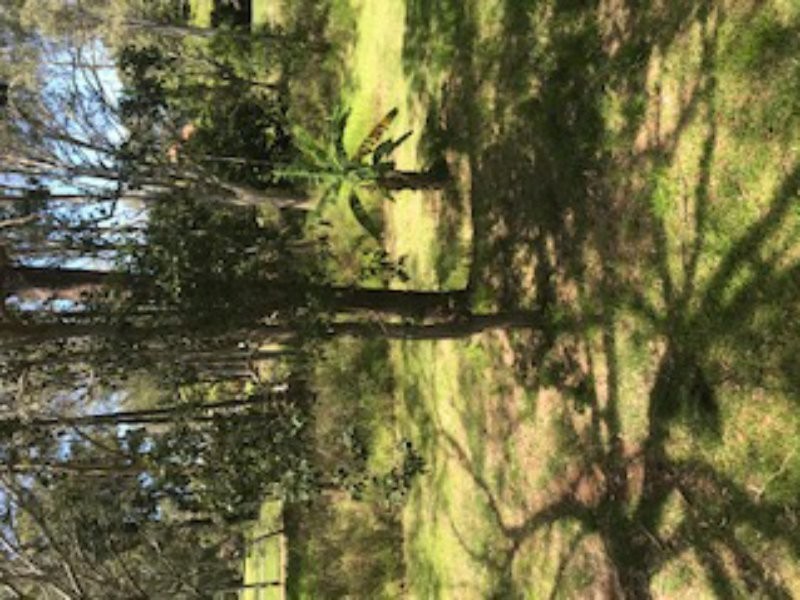 14 Nectar Street, Lamb Island QLD 4184