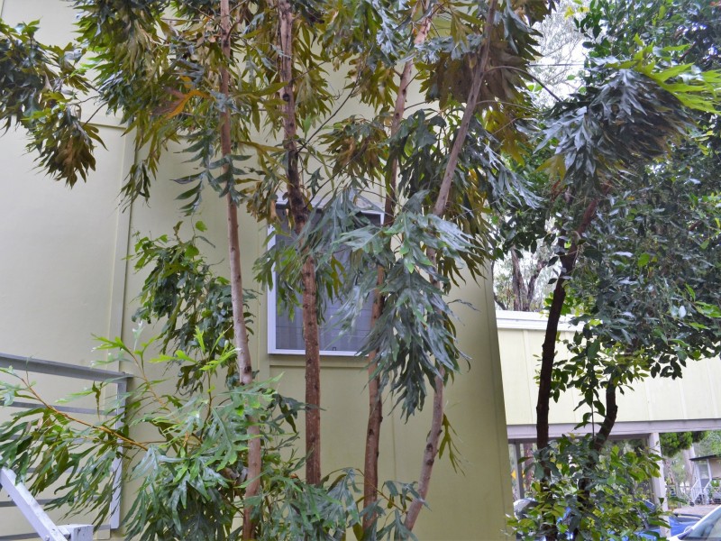 3 Parakeet Street, Macleay Island QLD 4184