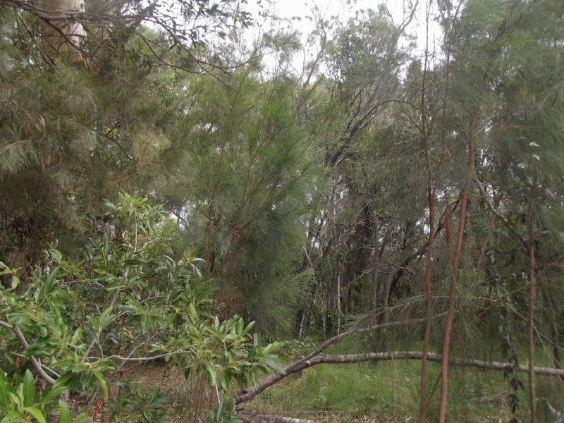 10 Matthew Street, Macleay Island QLD 4184