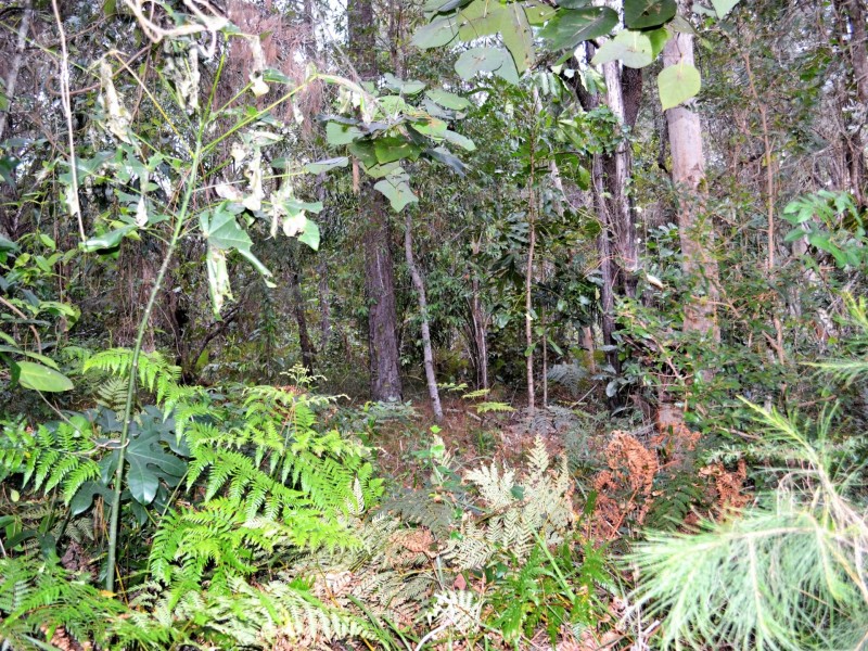 38 Alexander Street, Macleay Island QLD 4184