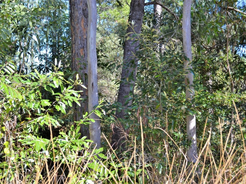 37 Kevin Street, Macleay Island QLD 4184