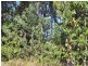 37 Kevin Street, Macleay Island QLD 4184