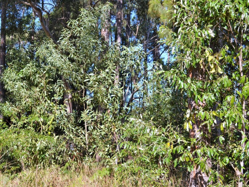 37 Kevin Street, Macleay Island QLD 4184