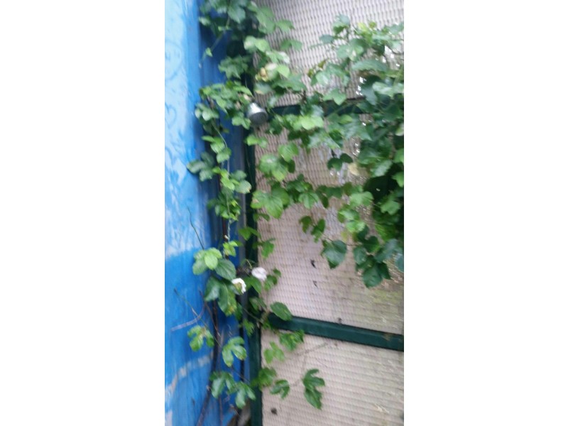 37 HALCYON ST, Lamb Island QLD 4184