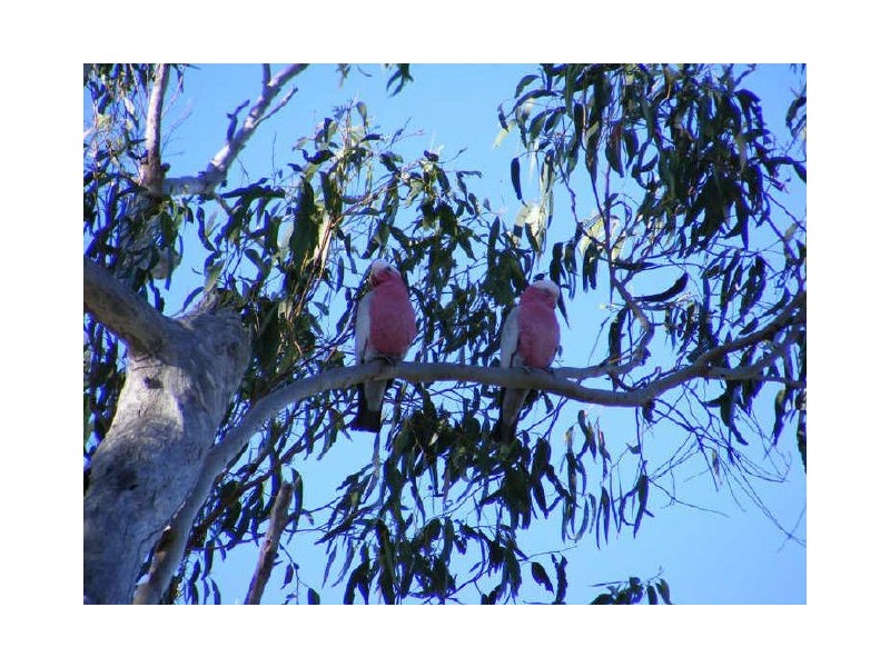 Macleay Island QLD 4184