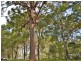 20 Noon Muckle Street, Macleay Island QLD 4184