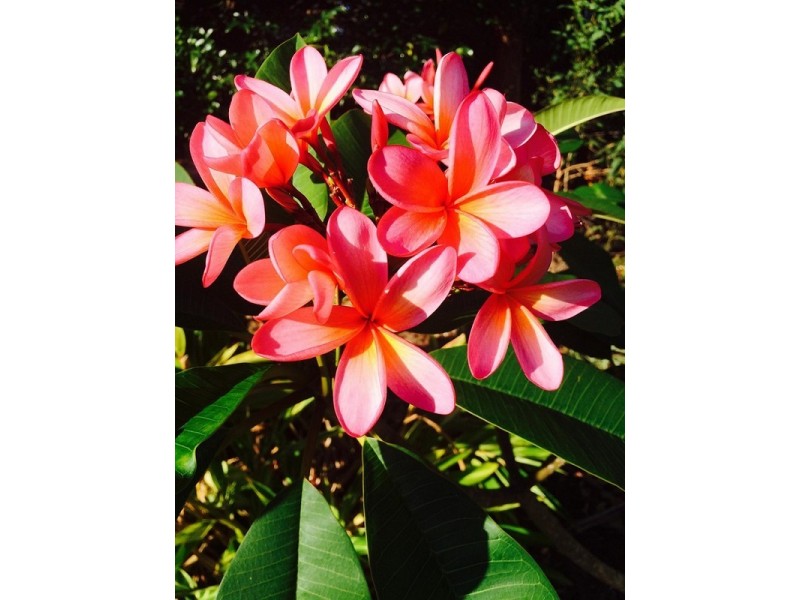 85 Coondooroopa Drive, Macleay Island QLD 4184