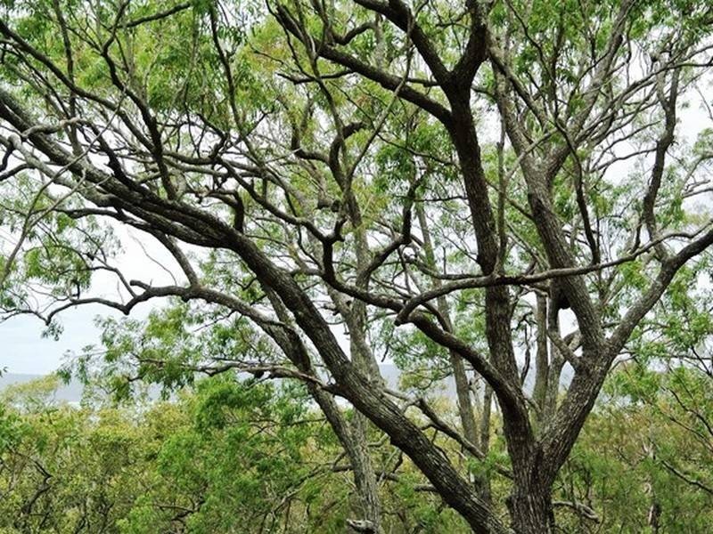 13-15 Beelong Street, Macleay Island QLD 4184