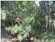 18 Piccaninny Street, Macleay Island QLD 4184