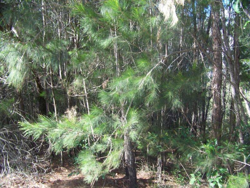 18 Piccaninny Street, Macleay Island QLD 4184