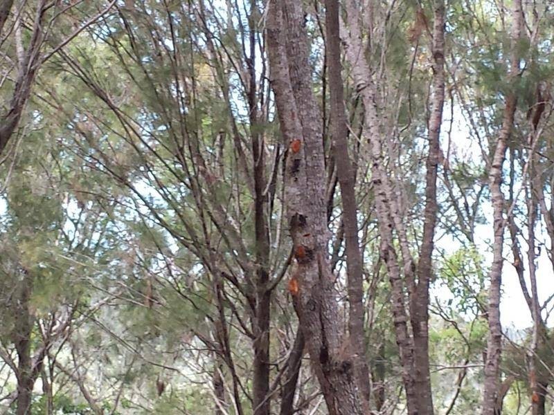 33 Aquamarine Avenue, Russell Island QLD 4184