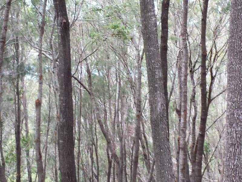 33 Aquamarine Avenue, Russell Island QLD 4184