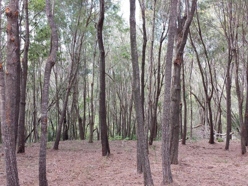 33 Aquamarine Avenue, Russell Island QLD 4184