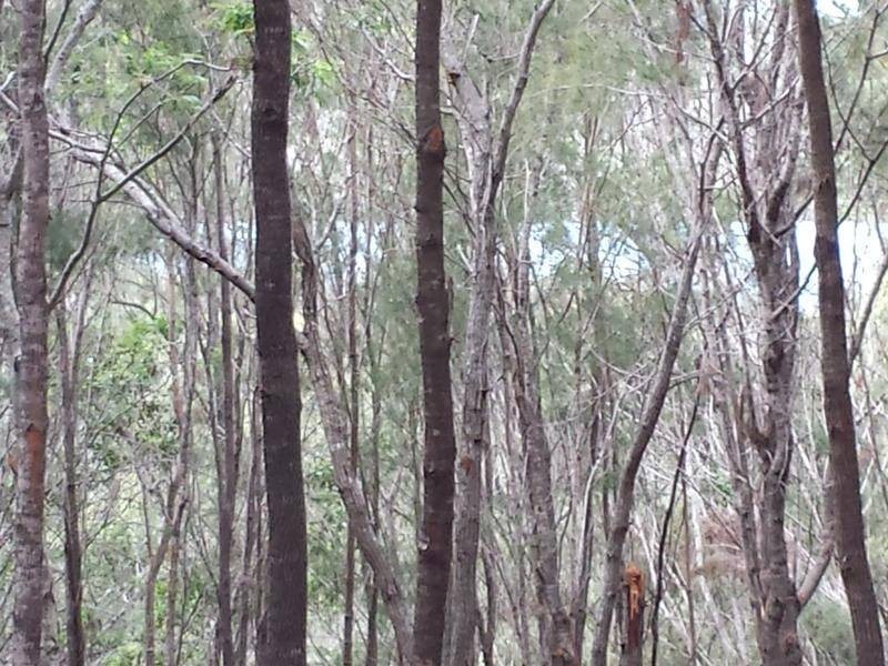 33 Aquamarine Avenue, Russell Island QLD 4184