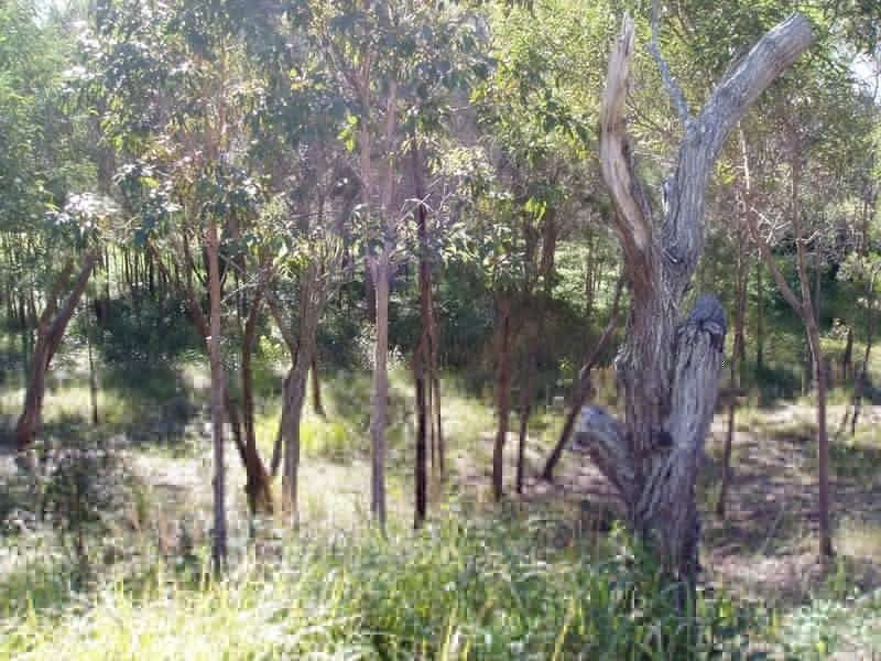 77 Coondooroopa Drive, Macleay Island QLD 4184