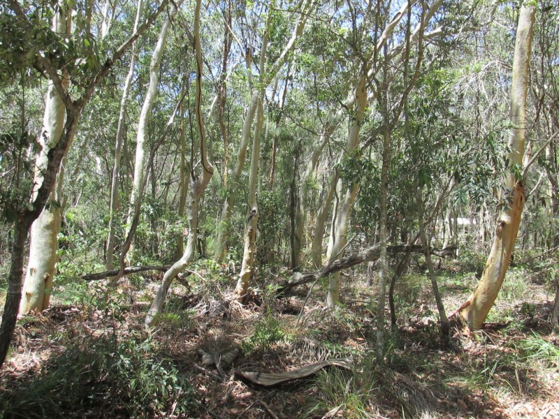 12 Parakeet Street, Macleay Island QLD 4184