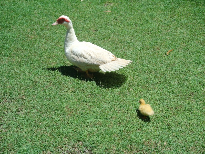 17 Curlew Street, Macleay Island QLD 4184