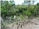 32 Calm Waters Crescent, Macleay Island QLD 4184