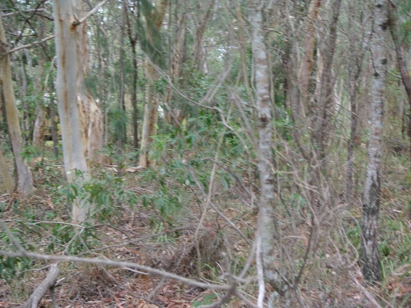 10 Parakeet Street, Macleay Island QLD 4184